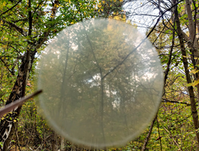 Skog med en bubbla i förgrunden